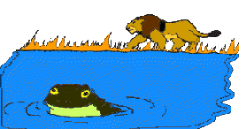 the bullfrog in the pond