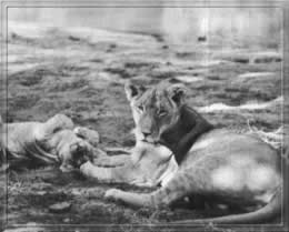 Elsa is playing with one of her cubs