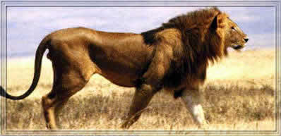 Löwenmännchen im Profil