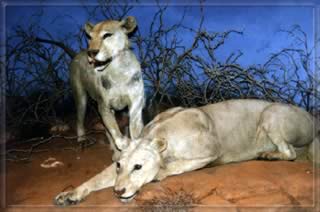 The real lions of  Tsavo - on display at the Field Museum in Chicago